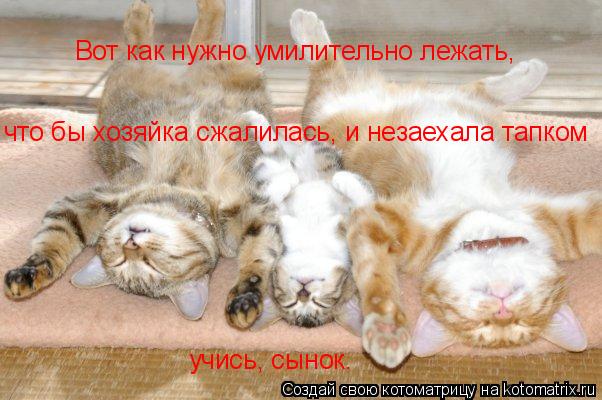 Котоматрица: Вот как нужно умилительно лежать,  что бы хозяйка сжалилась, и незаехала тапком учись, сынок.