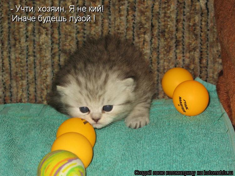 Котоматрица: - Учти, хозяин, Я не кий! Иначе будешь лузой !