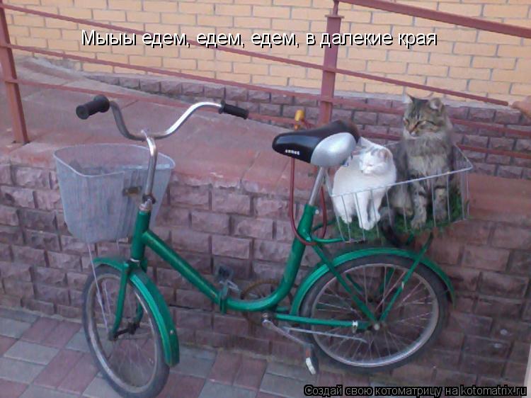 Котоматрица: Мыыы едем, едем, едем, в далекие края