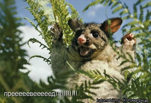 Котоматрица: прееееевееееед!!!!!!!!!!!