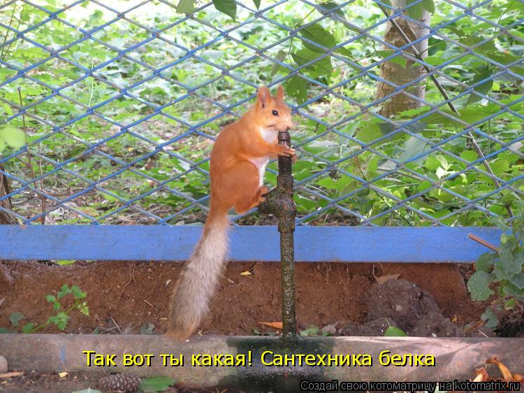 Так вот ты какая! Сантехника белка... Котоматрица: Так вот ты какая! Сантехника белка