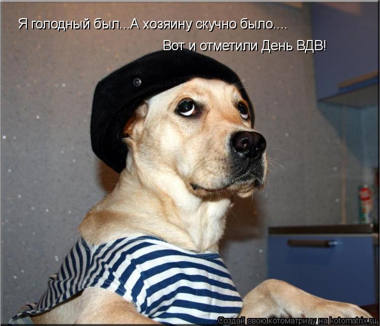 Котоматрица: Я голодный был...А хозяину скучно было.... Вот и отметили День ВДВ!