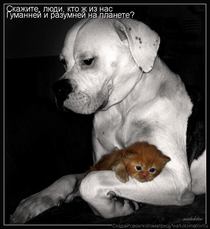 Котоматрица: Скажите, люди, кто ж из нас Гуманней и разумней на планете?