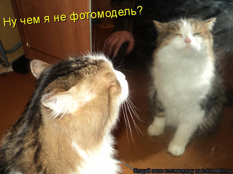 Котоматрица: Ну чем я не фотомодель?