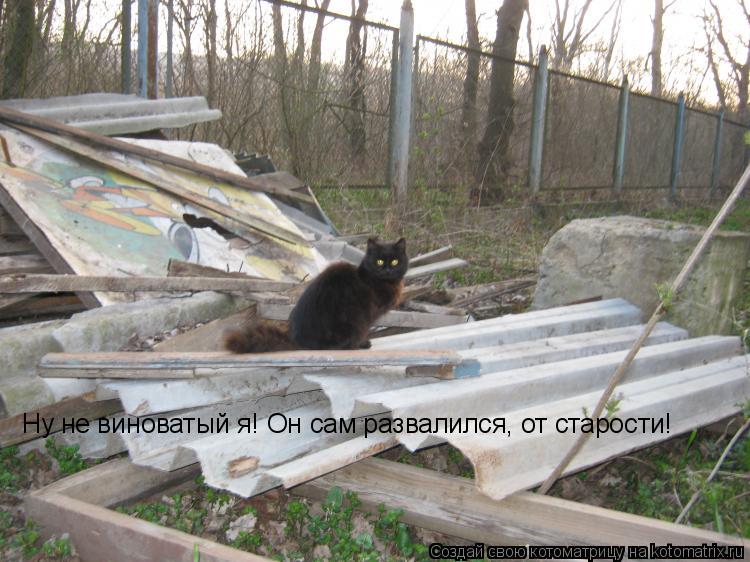 Котоматрица: Ну не виноватый я! Он сам развалился, от старости!
