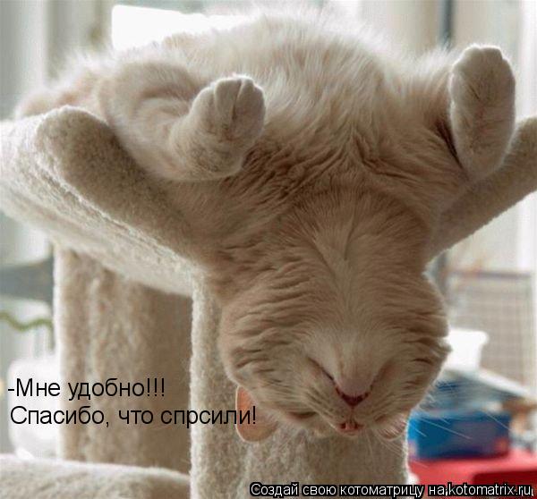 Котоматрица: Спасибо, что спрсили! -Мне удобно!!!