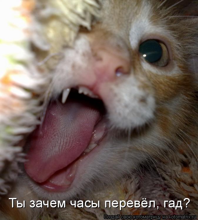 Котоматрица: Ты зачем часы перевёл, гад?