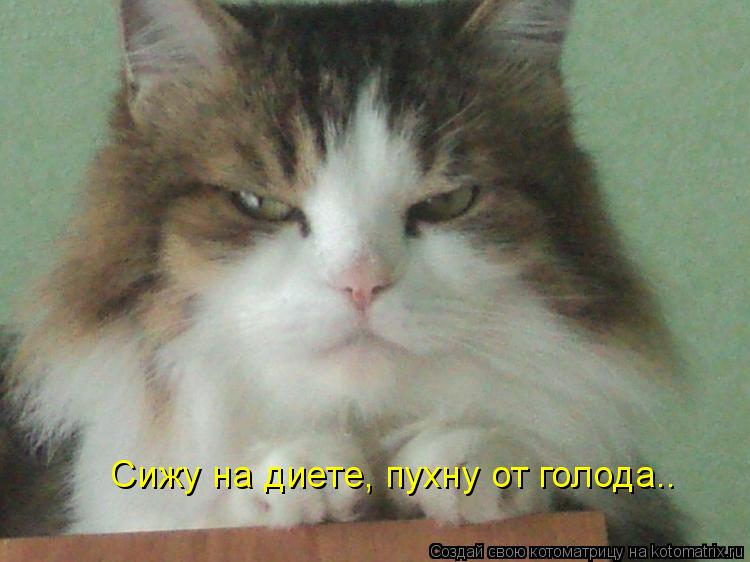 Котоматрица: Сижу на диете, пухну от голода..