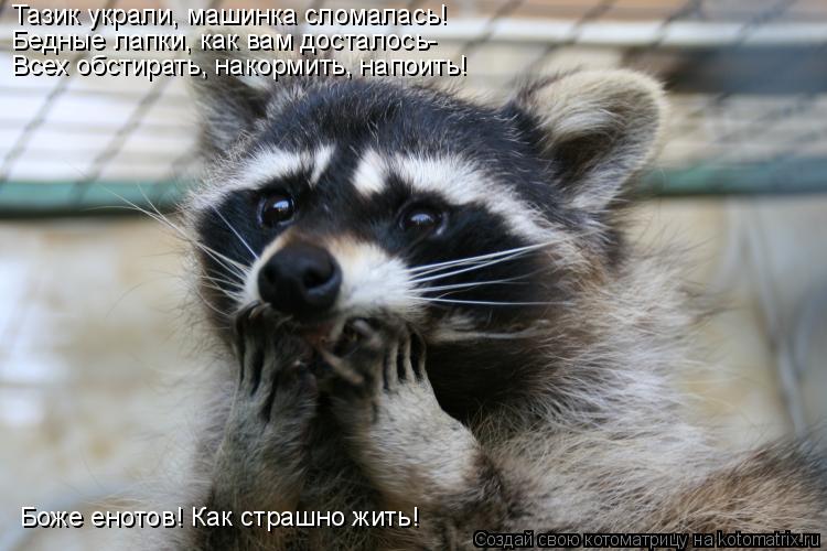 Котоматрица: Тазик украли, машинка сломалась! Бедные лапки, как вам досталось- Всех обстирать, накормить, напоить! Боже енотов! Как страшно жить!