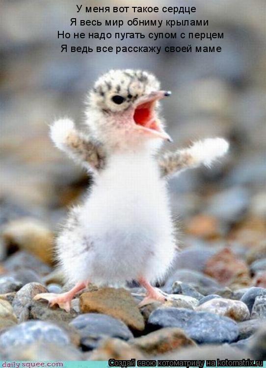 Котоматрица: У меня вот такое сердце Я весь мир обниму крылами Но не надо пугать супом с перцем Я ведь все расскажу своей маме