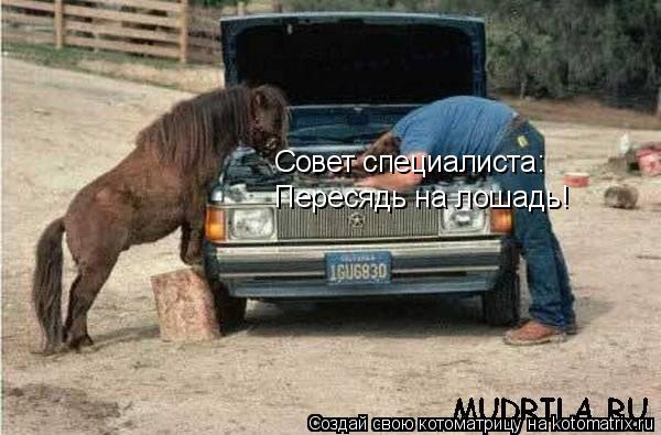 Котоматрица: Пересядь на лошадь! Совет специалиста: