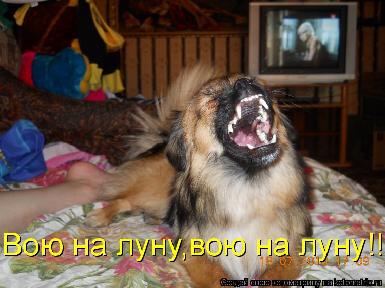 Котоматрица: Вою на луну,вою на луну!!