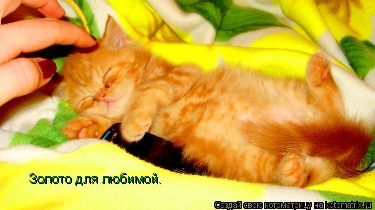 Котоматрица: Золото для любимой.