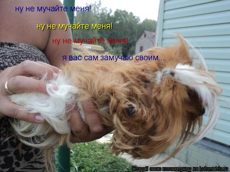 Котоматрица: ну не мучайте меня!  ну не мучайте меня!  ну не мучайте меня!  я вас сам замучаю своим...