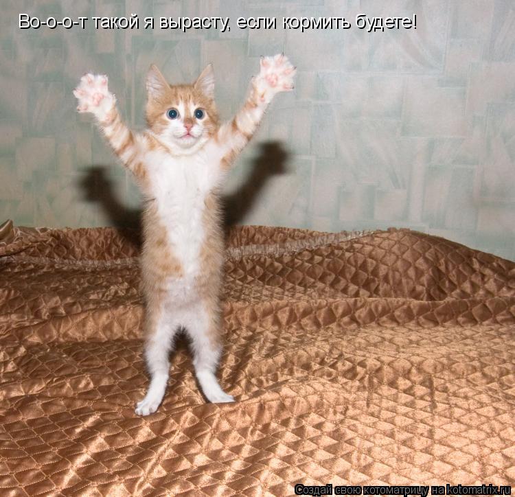 Котоматрица: Во-о-о-т такой я вырасту, если кормить будете!