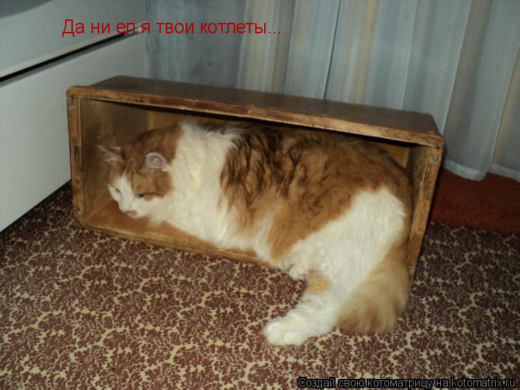 Котоматрица: Да ни ел я твои котлеты...