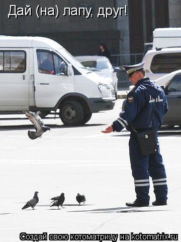 Котоматрица: Дай (на) лапу, друг!
