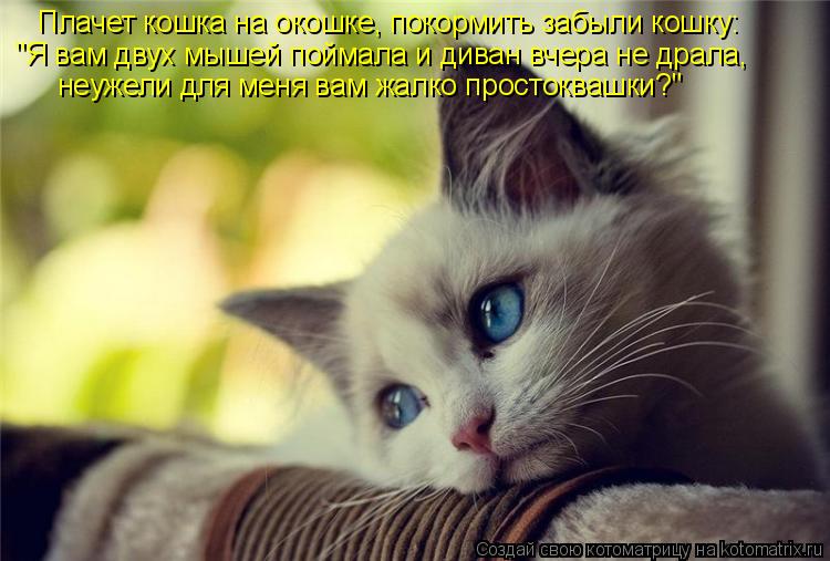 Котоматрица: неужели для меня вам жалко простоквашки?" "Я вам двух мышей поймала и диван вчера не драла, Плачет кошка на окошке, покормить забыли кошку: