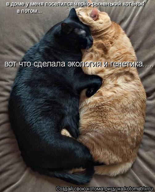 Котоматрица: в доме у меня поселился черно-рыженький котёнок!   а потом...  вот что сделала экология и генетика.....