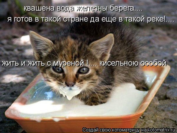Котоматрица: квашена вода железны берега....  я готов в такой стране да еще в такой реке!.... жить и жить с муреной !.... кисельною особой