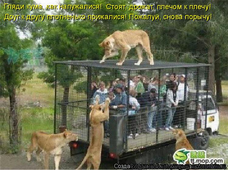 Котоматрица: Гляди кума, как напужалися!   Стоят, дрожат, плечом к плечу!  Друг к другу плотненько прижалися! Пожалуй, снова порычу!