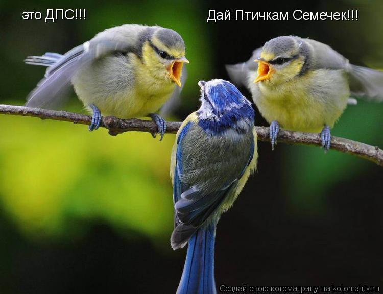 Котоматрица: это ДПС!!! Дай Птичкам Семечек!!!
