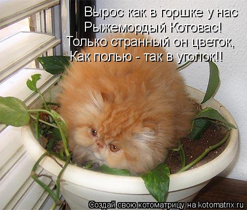 Котоматрица: Вырос как в горшке у нас Рыжемордый Котовас! Только странный он цветок, Как полью - так в уголок!!