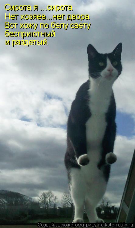 Котоматрица: Сирота я ...сирота Нет хозяев...нет двора Вот хожу по белу свету бесприютный и раздетый