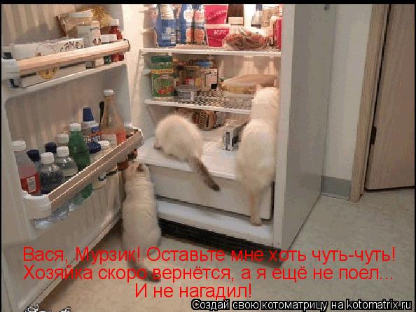 Котоматрица: Вася, Мурзик! Оставьте мне хоть чуть-чуть! Хозяйка скоро вернётся, а я ещё не поел... И не нагадил!