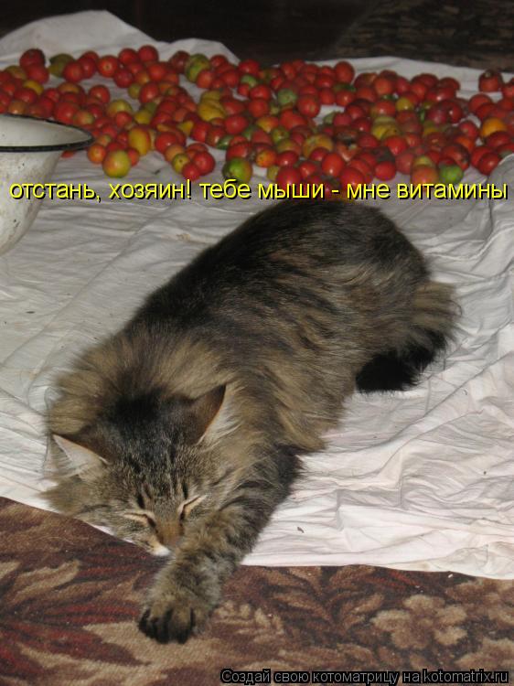 отстань, хозяин! тебе мыши - мне витамины... Котоматрица: отстань, хозяин! тебе мыши - мне витамины