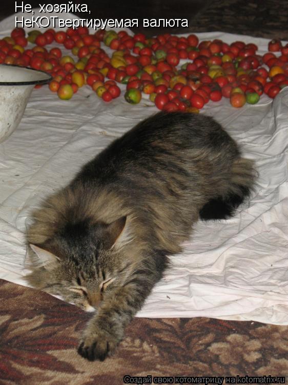 Не, хозяйка, НеКОТвертируемая валюта... Котоматрица: Не, хозяйка, НеКОТвертируемая валюта