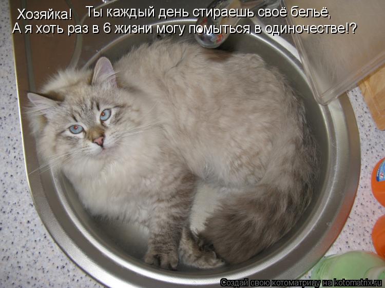Хозяйка! Ты каждый день стираешь своё бельё, А я хоть раз в 6 жизни могу помыться в одиночестве!?... Котоматрица: Хозяйка! Ты каждый день стираешь своё бельё, А я хоть раз в 6 жизни могу помыться в одиночестве!?