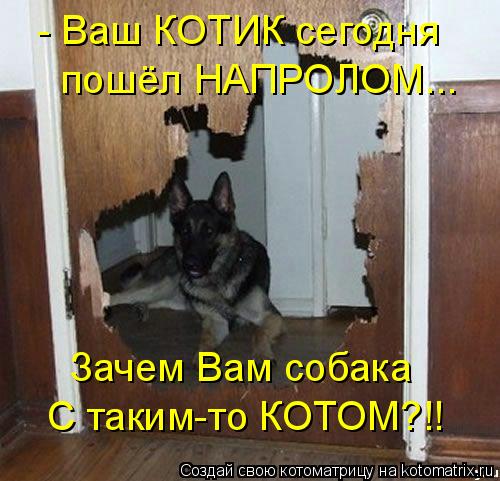 - Ваш КОТИК сегодня пошёл НАПРОЛОМ... Зачем Вам собака С таким-то КОТОМ?!!... Котоматрица: - Ваш КОТИК сегодня пошёл НАПРОЛОМ... Зачем Вам собака С таким-то КОТОМ?!!