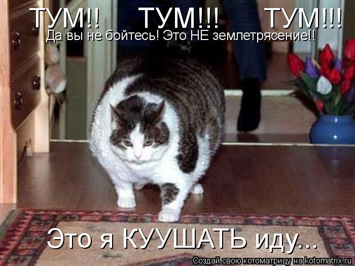 Да вы не бойтесь! Это НЕ землетрясение!! Это я КУУШАТЬ иду... ТУМ!! ТУМ!!! ТУМ!!... Котоматрица: Да вы не бойтесь! Это НЕ землетрясение!! Это я КУУШАТЬ иду... ТУМ!! ТУМ!!! ТУМ!!!