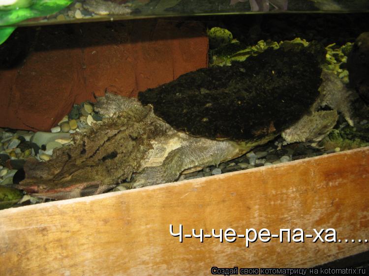 Ч-ч-че-ре-па-ха........ Котоматрица: Ч-ч-че-ре-па-ха.....