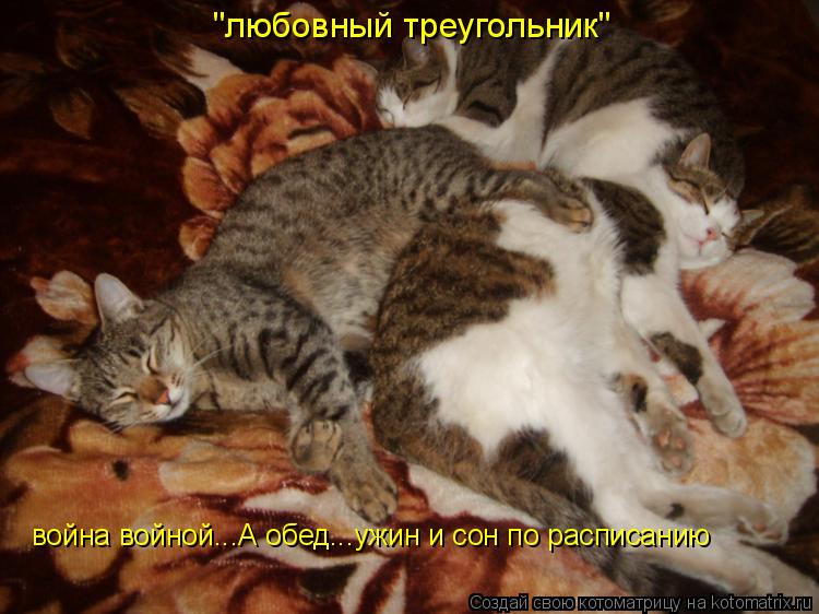 "любовный треугольник" война войной...А обед...ужин и сон по расписанию... Котоматрица: "любовный треугольник" война войной...А обед...ужин и сон по расписанию