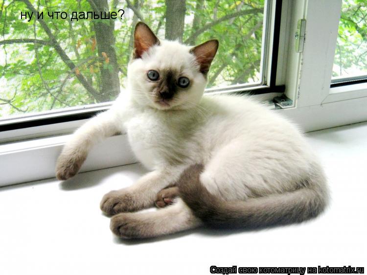 Котоматрица: ну и что дальше?