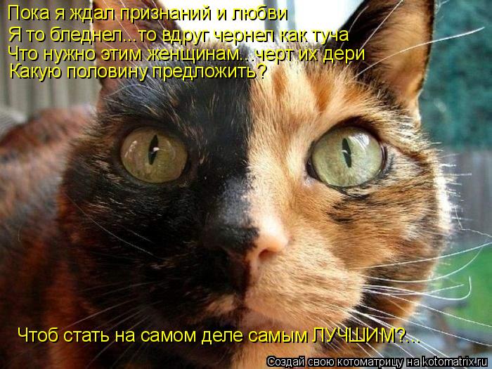 Котоматрица: Пока я ждал признаний и любви Я то бледнел...то вдруг чернел как туча Что нужно этим женщинам...черт их дери Какую половину предложить? Чтоб с