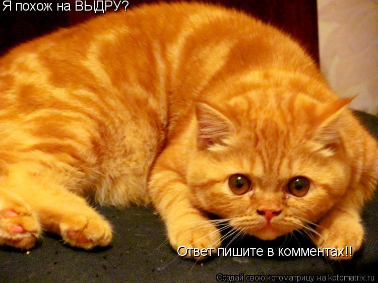 Котоматрица: Я похож на ВЫДРУ? Ответ пишите в комментах!!