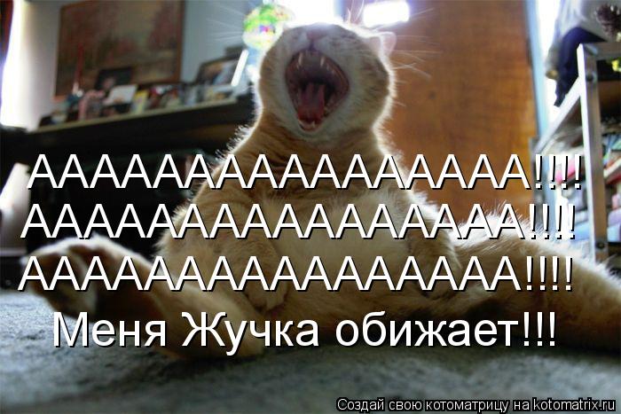 Котоматрица: АААААААААААААААА!!!! АААААААААААААААА!!!! АААААААААААААААА!!!! Меня Жучка обижает!!!
