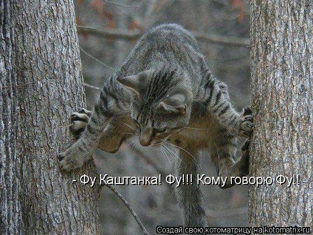 Котоматрица: - Фу Каштанка! Фу!!! Кому говорю Фу!!