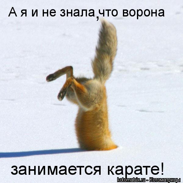 Котоматрица: А я и не знала что ворона занимается карате! ,