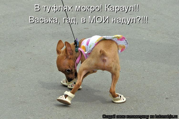 В туфлях мокро! Караул!! Васька, гад, в МОИ надул?!!!... Котоматрица: В туфлях мокро! Караул!! Васька, гад, в МОИ надул?!!!