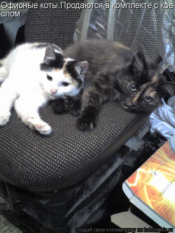 Котоматрица: Офисные коты.Продаются в комплекте с кре- слом.