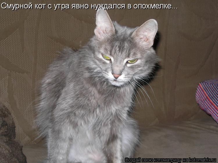 Котоматрица: Смурной кот с утра явно нуждался в опохмелке...