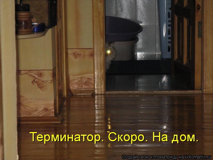 Котоматрица: Терминатор. Скоро. На дом.