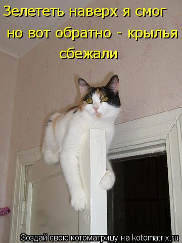 Котоматрица: Зелететь наверх я смог но вот обратно - крылья сбежали сбежали