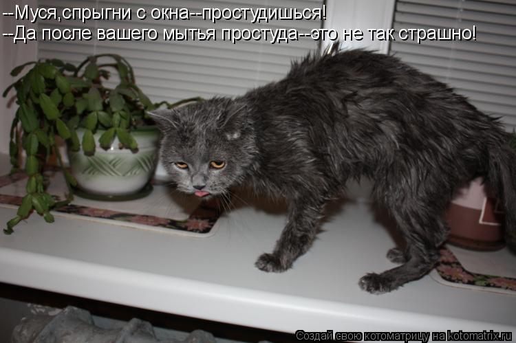 Котоматрица: --Муся,спрыгни с окна--простудишься! --Да после вашего мытья простуда--это не так страшно!