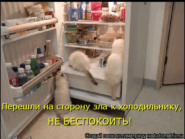 Котоматрица: Перешли на сторону зла к холодильнику, НЕ БЕСПОКОИТЬ!