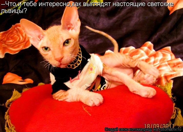 Котоматрица: --Что,и тебе интересно,как выглядят настоящие светские львицы?